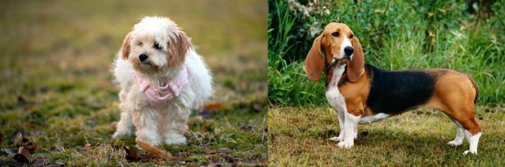 Basset Artesien Normand vs West Highland White Terrier - Breed Comparison