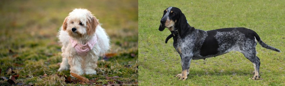Basset Bleu de Gascogne vs West Highland White Terrier - Breed Comparison