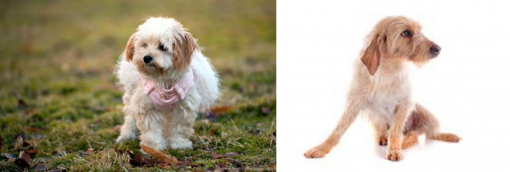 Basset Fauve de Bretagne vs West Highland White Terrier - Breed Comparison
