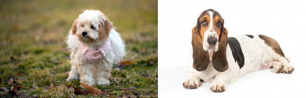 Basset Hound vs West Highland White Terrier - Breed Comparison