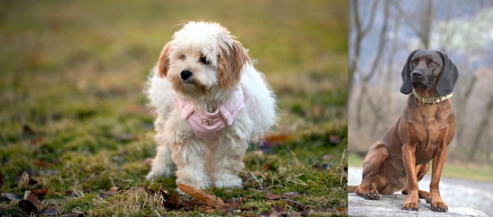 Bavarian Mountain Hound vs West Highland White Terrier - Breed Comparison