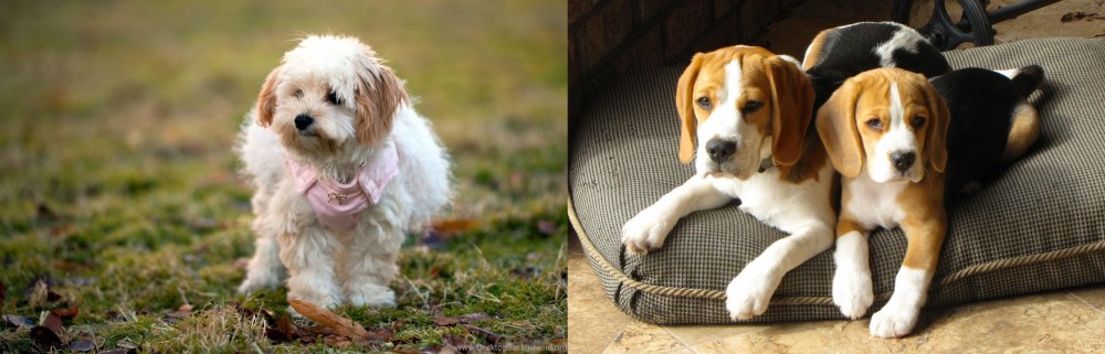 Beagle vs West Highland White Terrier - Breed Comparison