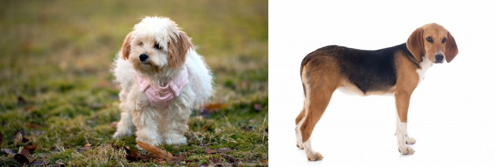 Beagle-Harrier vs West Highland White Terrier - Breed Comparison