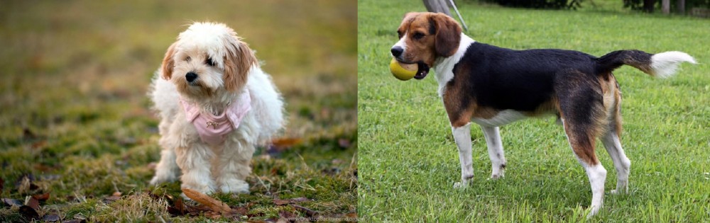 Beaglier vs West Highland White Terrier - Breed Comparison