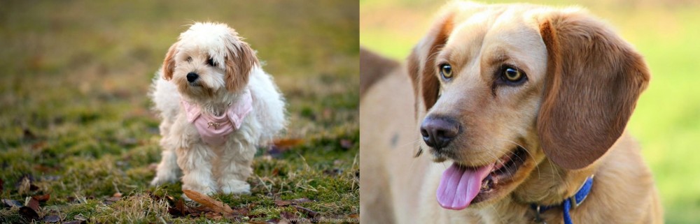 Beago vs West Highland White Terrier - Breed Comparison