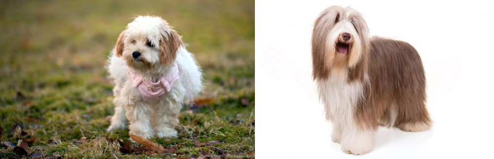 Bearded Collie vs West Highland White Terrier - Breed Comparison