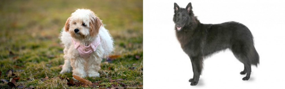 Belgian Shepherd vs West Highland White Terrier - Breed Comparison