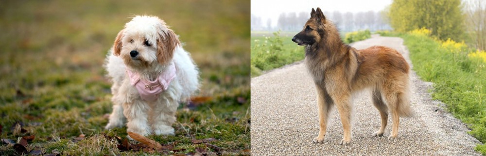 Belgian Shepherd Dog (Tervuren) vs West Highland White Terrier - Breed Comparison