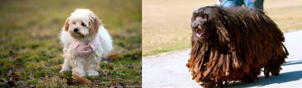 Bergamasco vs West Highland White Terrier - Breed Comparison