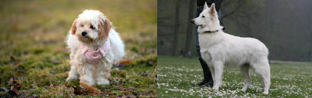 Berger Blanc Suisse vs West Highland White Terrier - Breed Comparison
