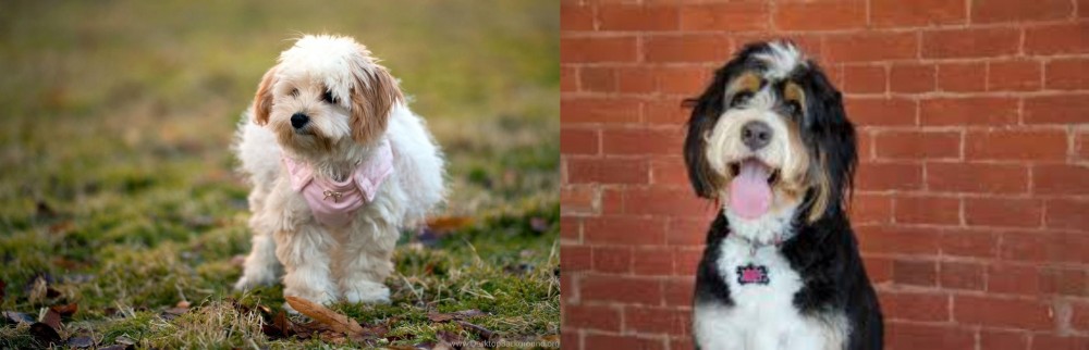 Bernedoodle vs West Highland White Terrier - Breed Comparison