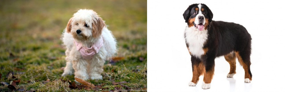 Bernese Mountain Dog vs West Highland White Terrier - Breed Comparison