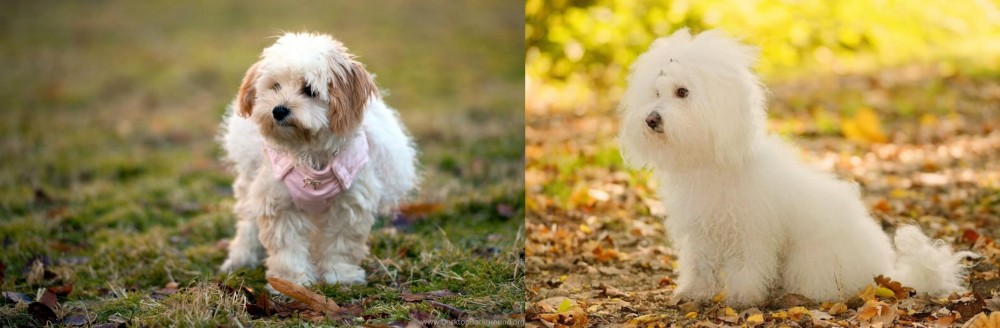 Bichon Bolognese vs West Highland White Terrier - Breed Comparison