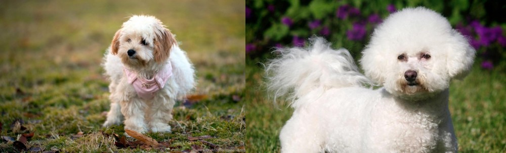 Bichon Frise vs West Highland White Terrier - Breed Comparison