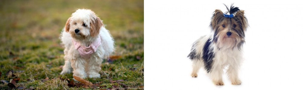 Biewer vs West Highland White Terrier - Breed Comparison