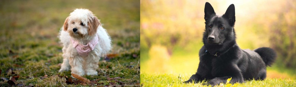 Black Norwegian Elkhound vs West Highland White Terrier - Breed Comparison
