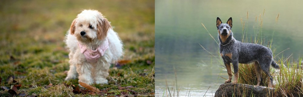 Blue Healer vs West Highland White Terrier - Breed Comparison