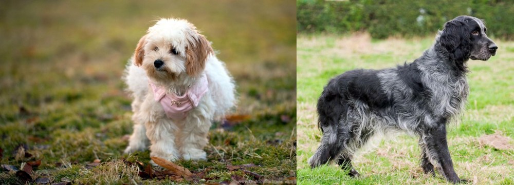 Blue Picardy Spaniel vs West Highland White Terrier - Breed Comparison