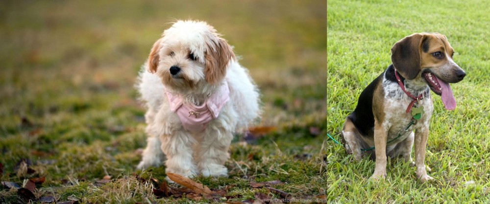 Bluetick Beagle vs West Highland White Terrier - Breed Comparison