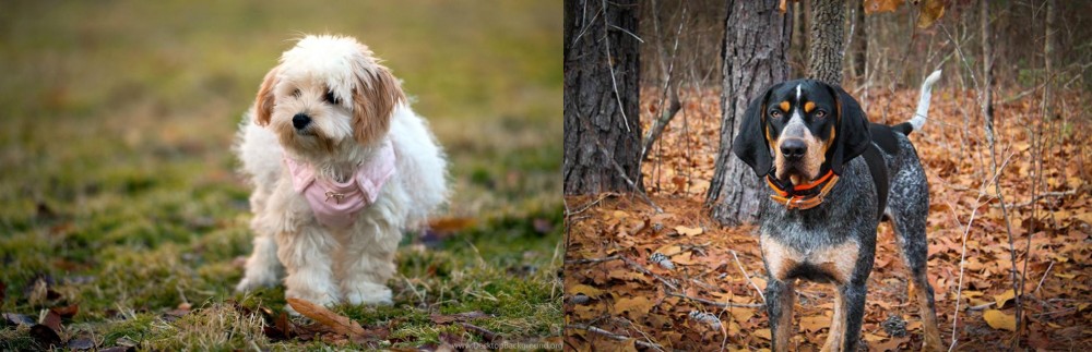 Bluetick Coonhound vs West Highland White Terrier - Breed Comparison