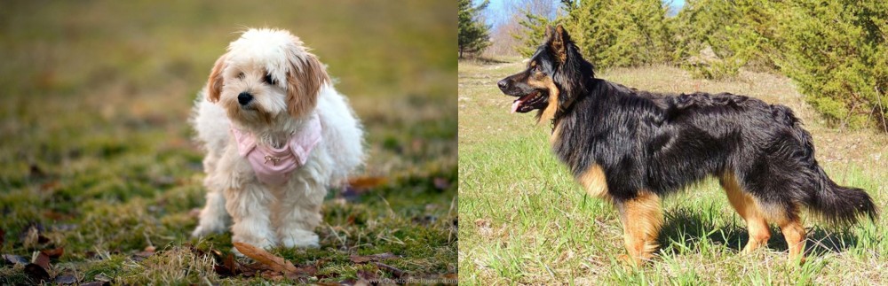 Bohemian Shepherd vs West Highland White Terrier - Breed Comparison