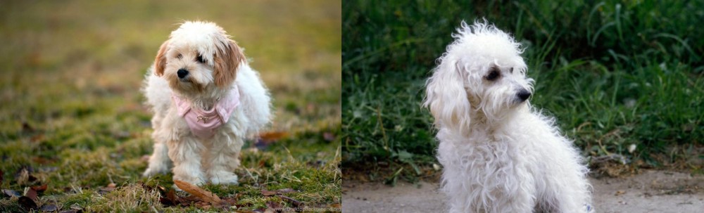 Bolognese vs West Highland White Terrier - Breed Comparison