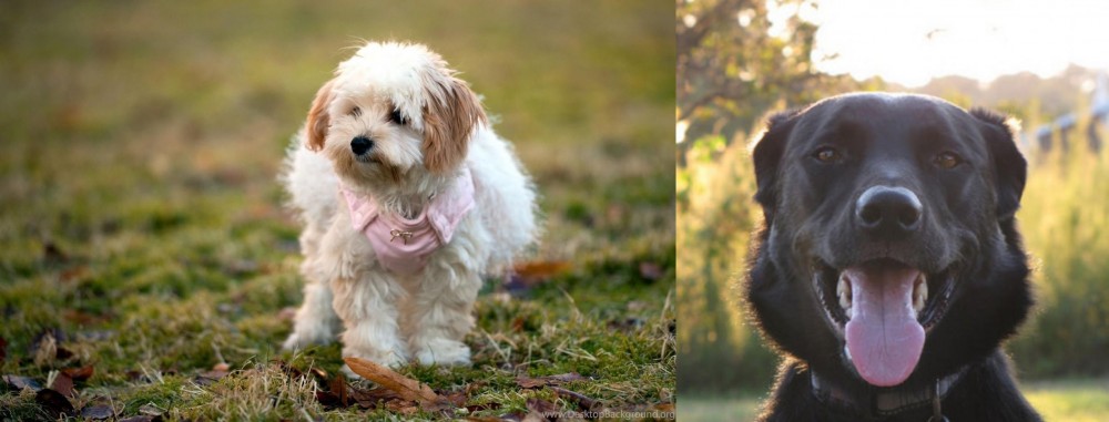 Borador vs West Highland White Terrier - Breed Comparison