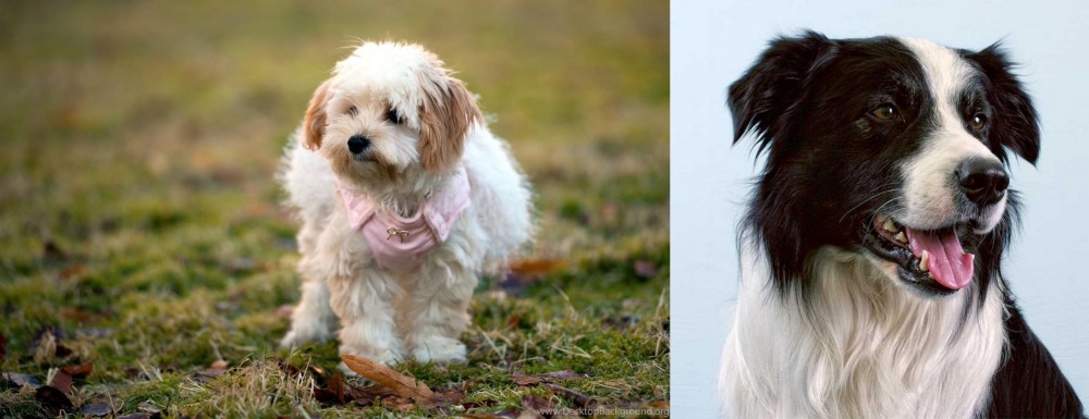 Border Collie vs West Highland White Terrier - Breed Comparison