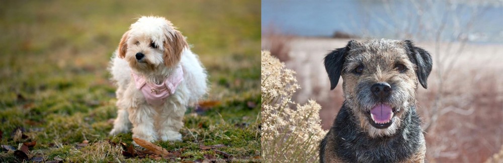 Border Terrier vs West Highland White Terrier - Breed Comparison