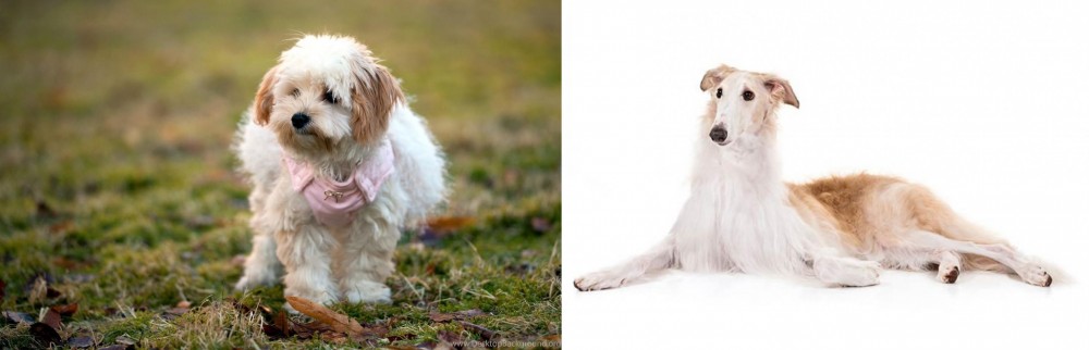 Borzoi vs West Highland White Terrier - Breed Comparison