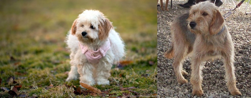 Bosnian Coarse-Haired Hound vs West Highland White Terrier - Breed Comparison