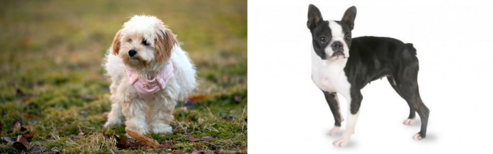 Boston Terrier vs West Highland White Terrier - Breed Comparison