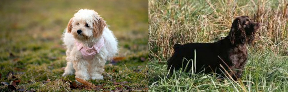 Boykin Spaniel vs West Highland White Terrier - Breed Comparison