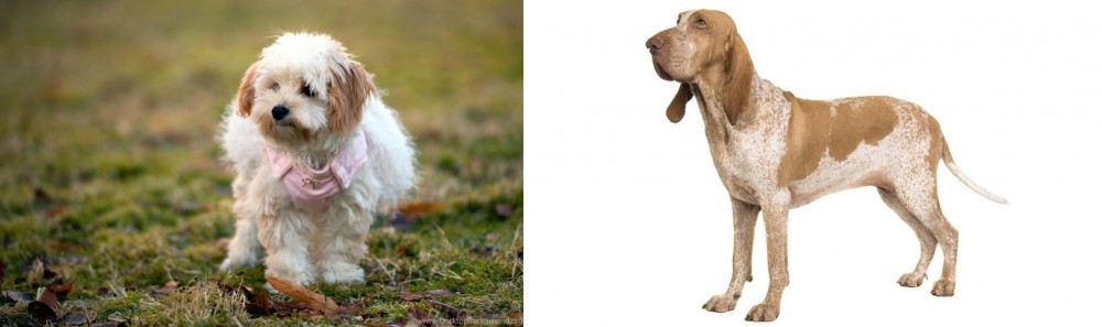 Bracco Italiano vs West Highland White Terrier - Breed Comparison