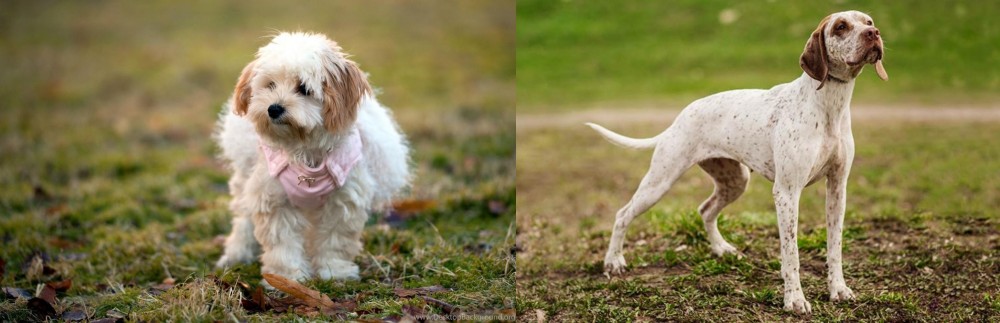 Braque du Bourbonnais vs West Highland White Terrier - Breed Comparison