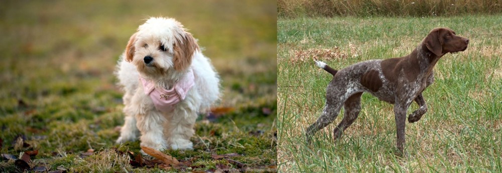 Braque Francais vs West Highland White Terrier - Breed Comparison