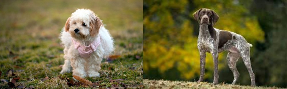 Braque Francais (Gascogne Type) vs West Highland White Terrier - Breed Comparison