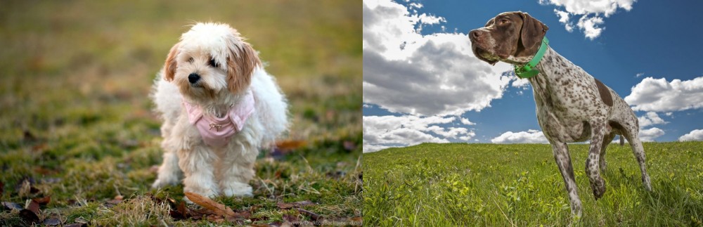 Braque Francais (Pyrenean Type) vs West Highland White Terrier - Breed Comparison