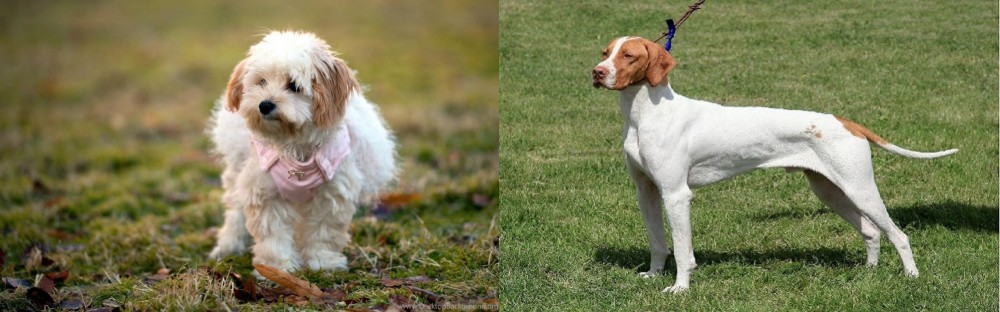 Braque Saint-Germain vs West Highland White Terrier - Breed Comparison