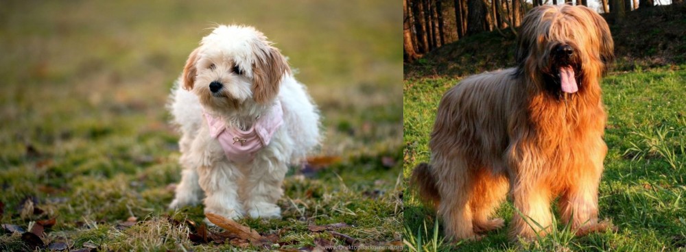 Briard vs West Highland White Terrier - Breed Comparison