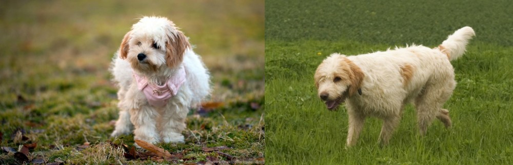 Briquet Griffon Vendeen vs West Highland White Terrier - Breed Comparison