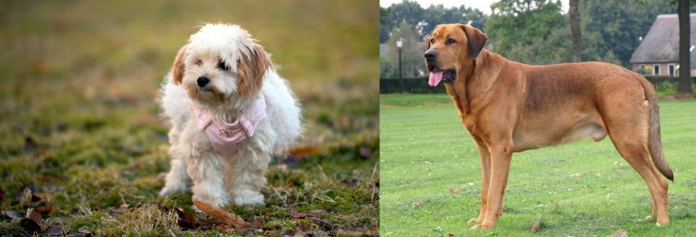 Broholmer vs West Highland White Terrier - Breed Comparison