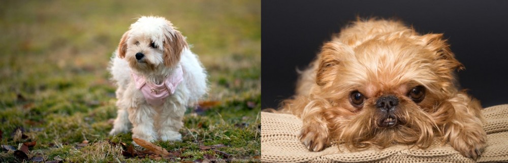 Brug vs West Highland White Terrier - Breed Comparison