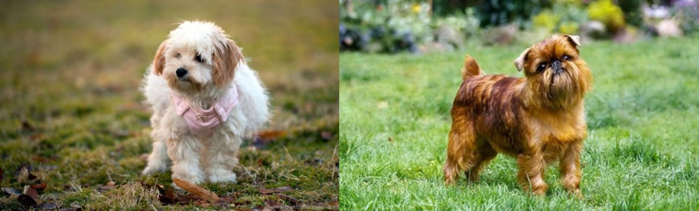 Brussels Griffon vs West Highland White Terrier - Breed Comparison
