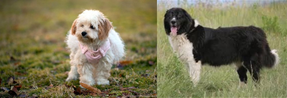 Bulgarian Shepherd vs West Highland White Terrier - Breed Comparison