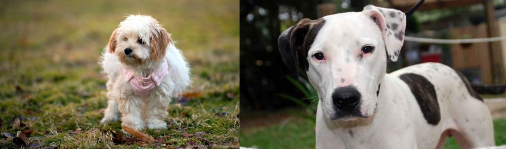 Bull Arab vs West Highland White Terrier - Breed Comparison