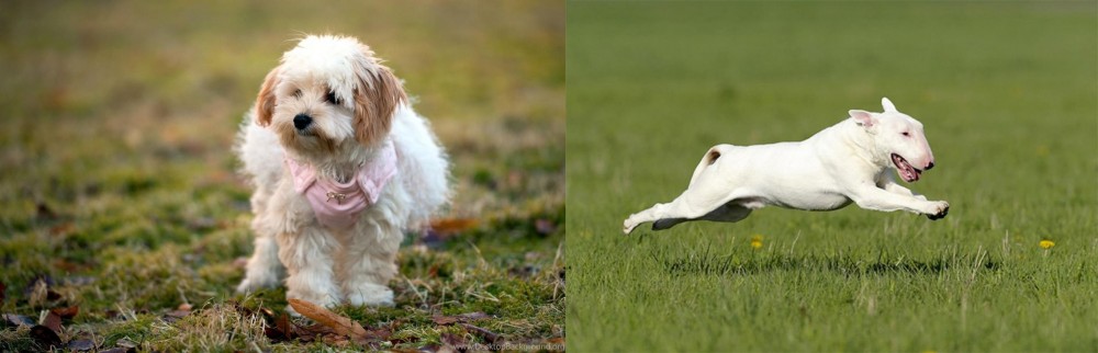 Bull Terrier vs West Highland White Terrier - Breed Comparison