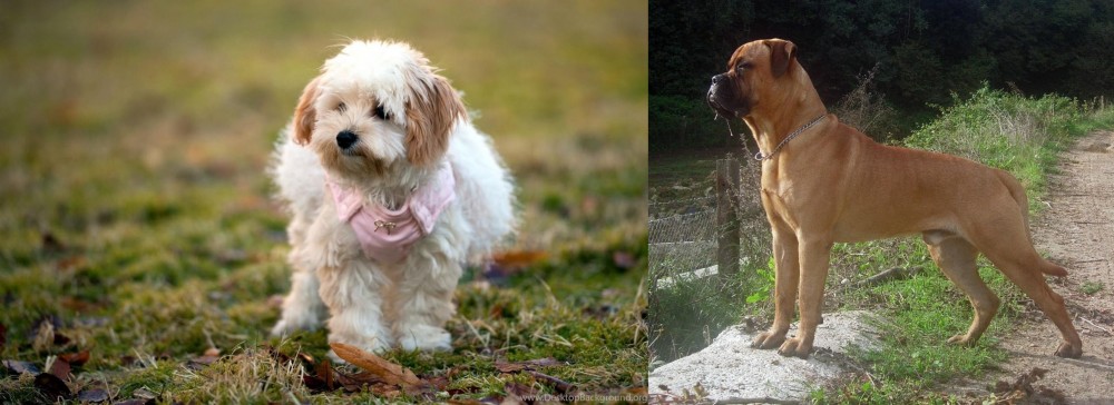 Bullmastiff vs West Highland White Terrier - Breed Comparison