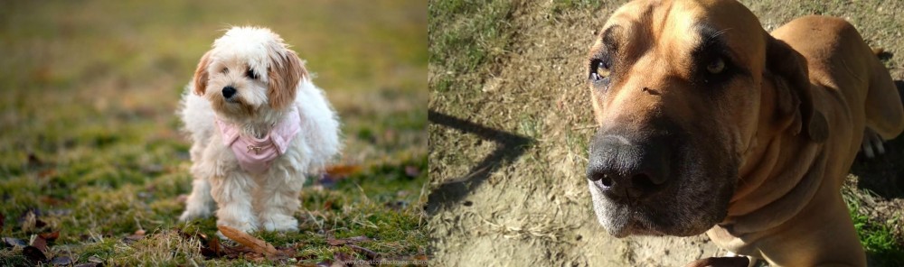 Cabecudo Boiadeiro vs West Highland White Terrier - Breed Comparison