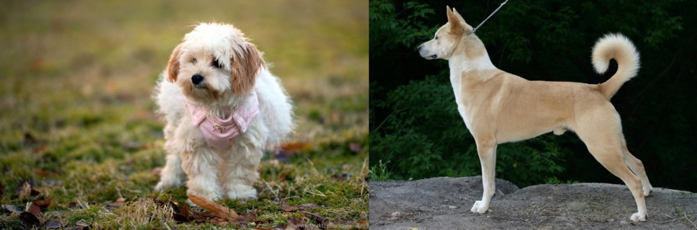 Canaan Dog vs West Highland White Terrier - Breed Comparison